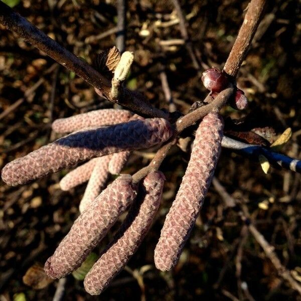 Alnus glutinosa ফুল