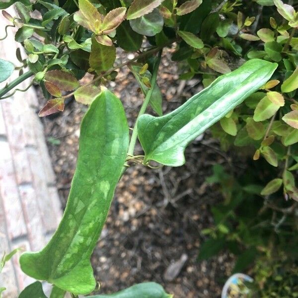 Smilax bona-nox Feuille