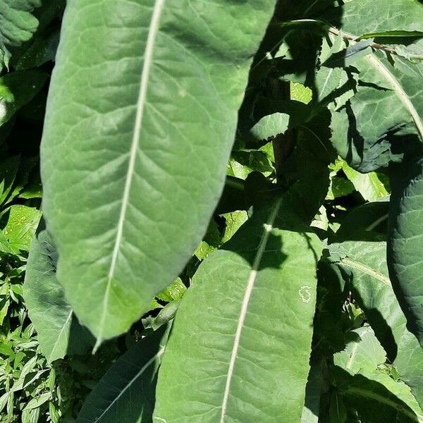 Lactuca canadensis Leaf