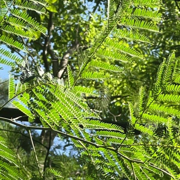 Albizia julibrissin برگ