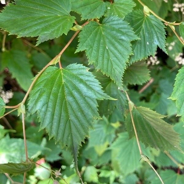 Holodiscus discolor Лист