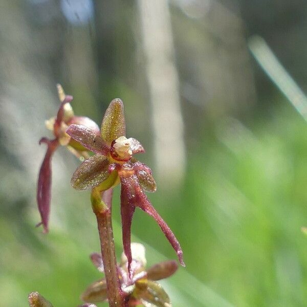 Neottia cordata Flower