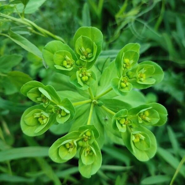 Euphorbia helioscopia 花