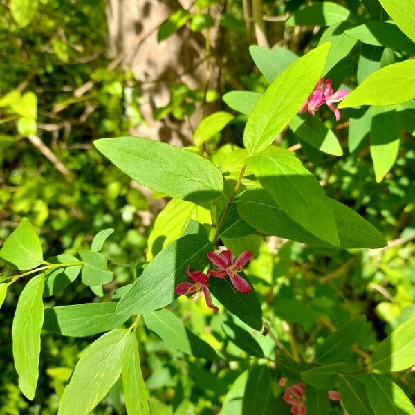 Lonicera tatarica Листок