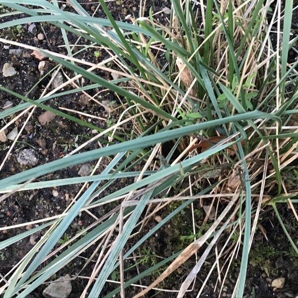 Agrostis castellana Hoja