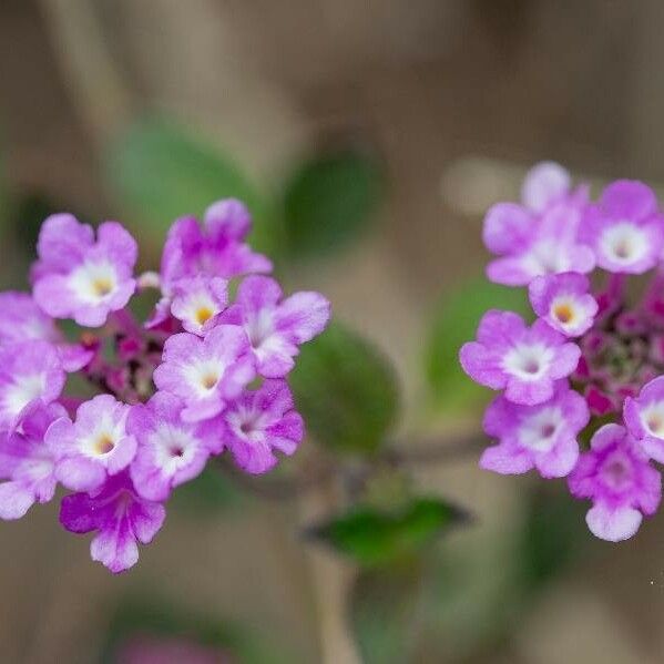 Lantana montevidensis Floare