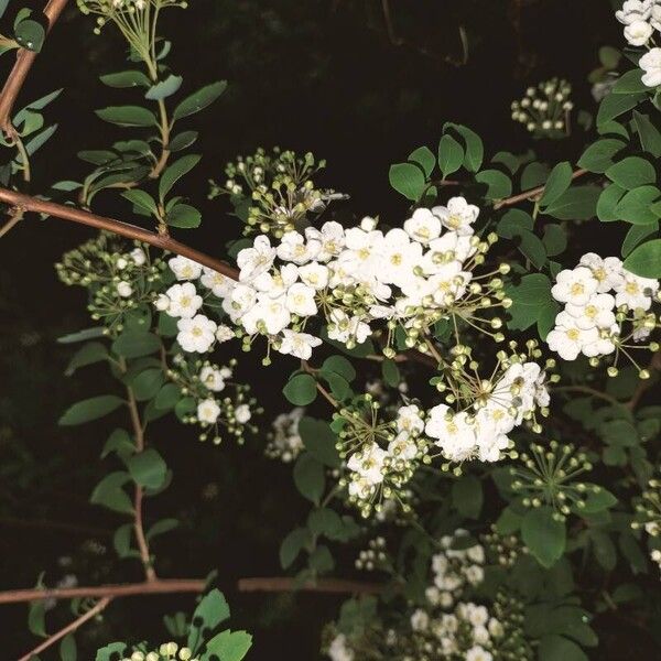 Spiraea chamaedryfolia Bloem