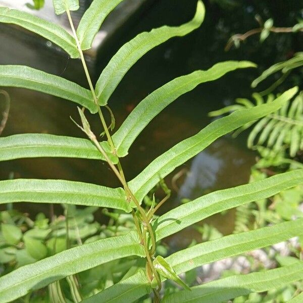 Pteris vittata Leaf