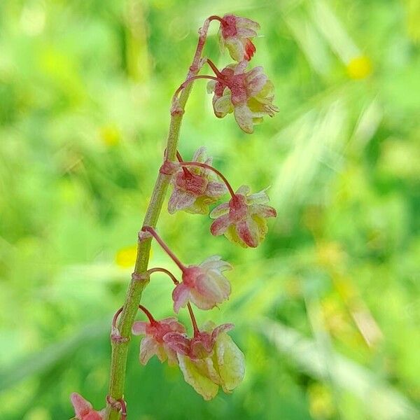 Rumex vesicarius Květ