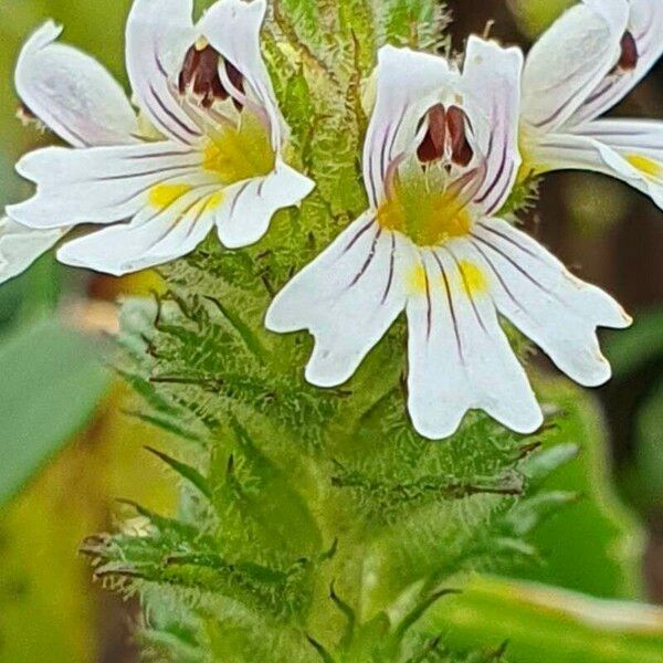 Euphrasia hirtella Flower