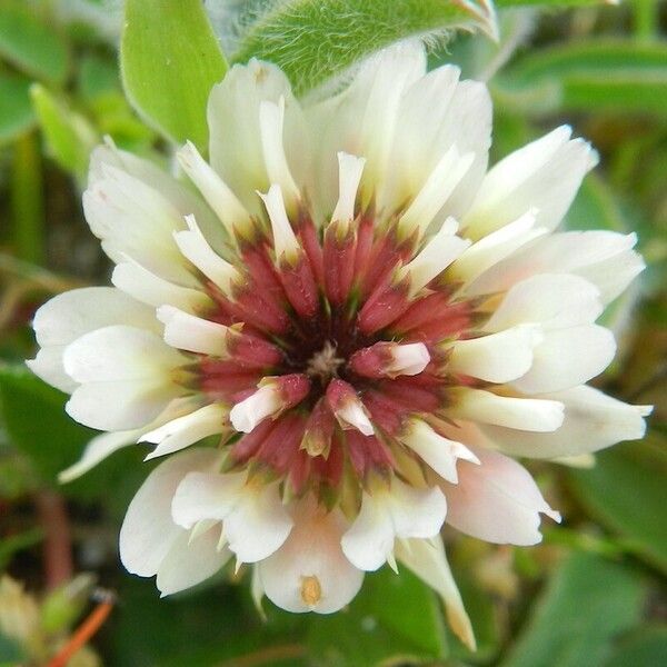 Trifolium occidentale Flors