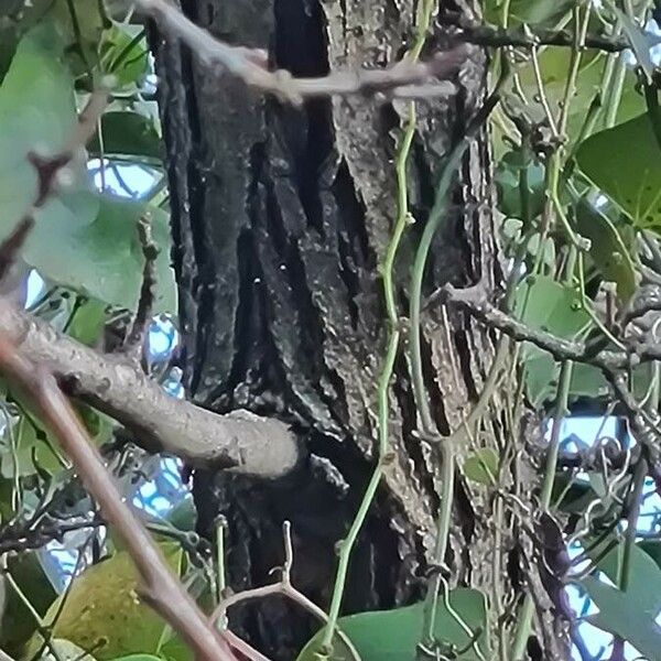 Crataegus laciniata Bark