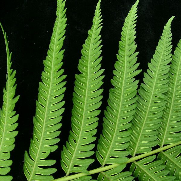 Pteris wallichiana पत्ता