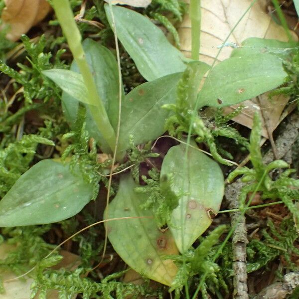 Goodyera repens برگ