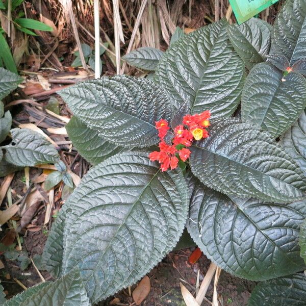 Chrysothemis pulchella Altro