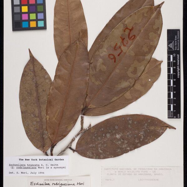 Eschweilera truncata List