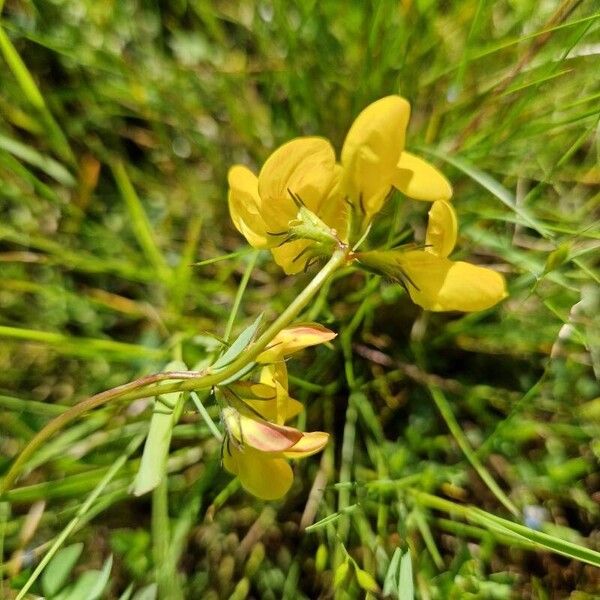 Lotus corniculatus Blüte