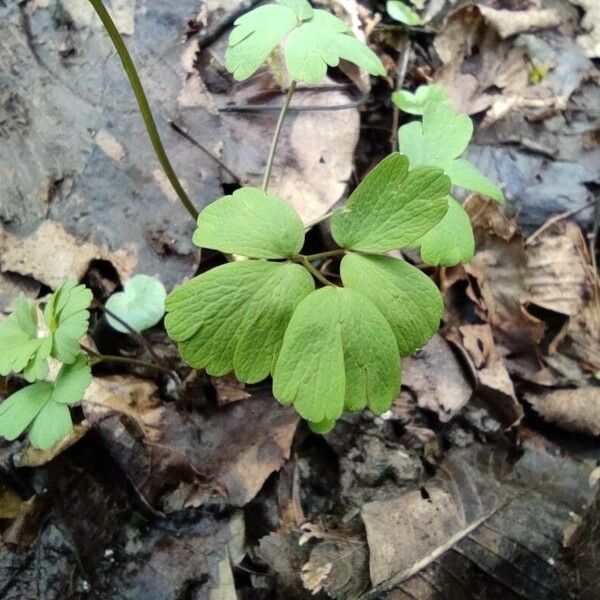 Isopyrum thalictroides List