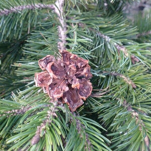 Pinus cembroides Habit