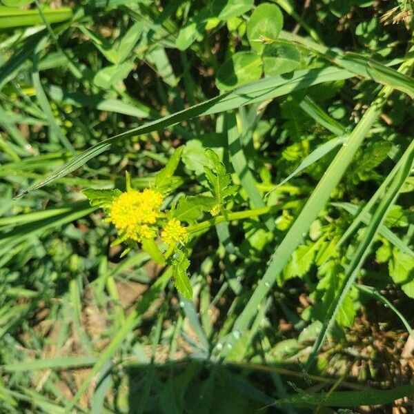 Rorippa palustris Flower