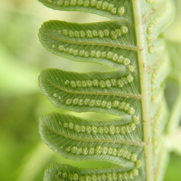 Thelypteris interrupta Leaf