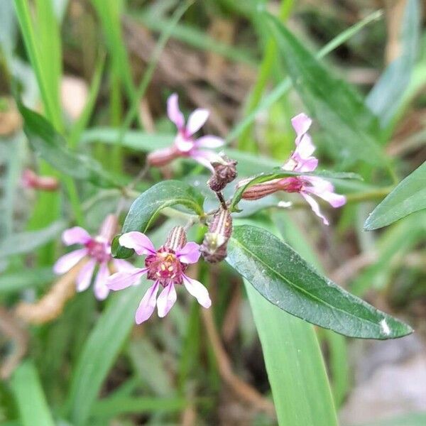 Cuphea fruticosa Kvet