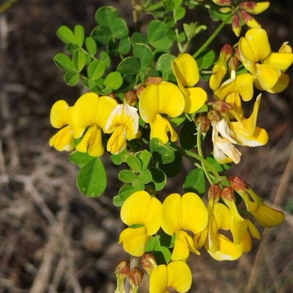 Hippocrepis emerus Flower