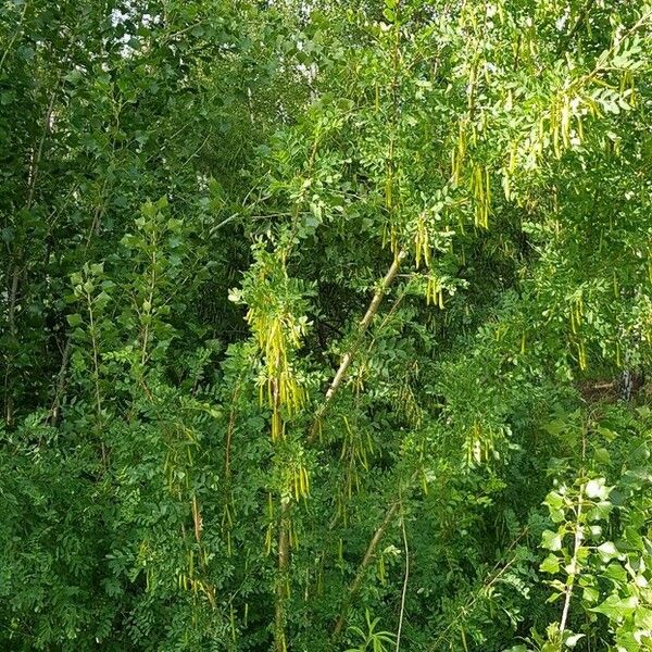 Caragana arborescens Hábito