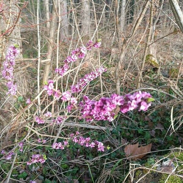 Daphne mezereum Çiçek