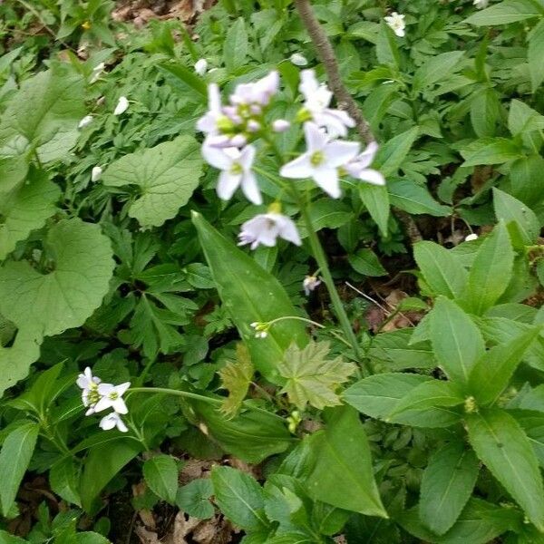 Cardamine heptaphylla 花