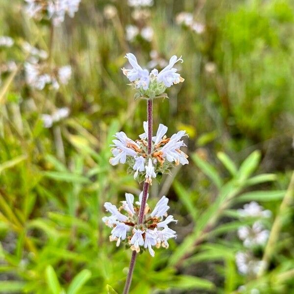 Salvia mellifera Λουλούδι