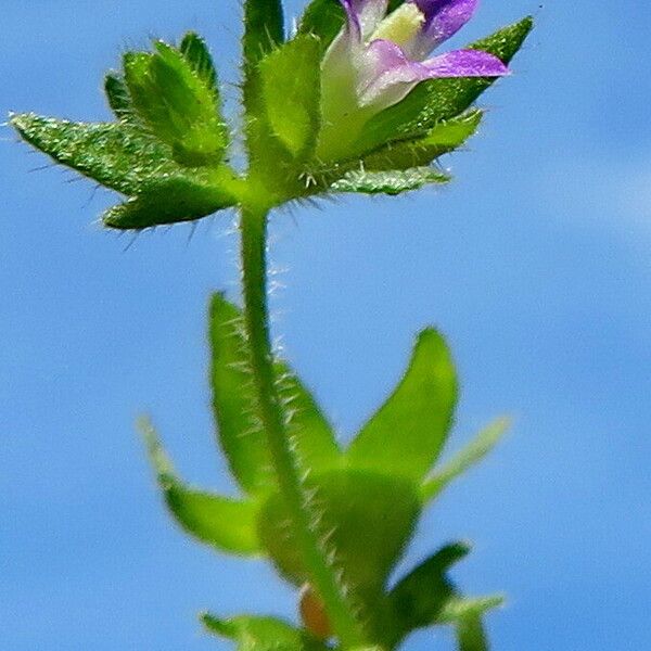 Campanula erinus Lorea