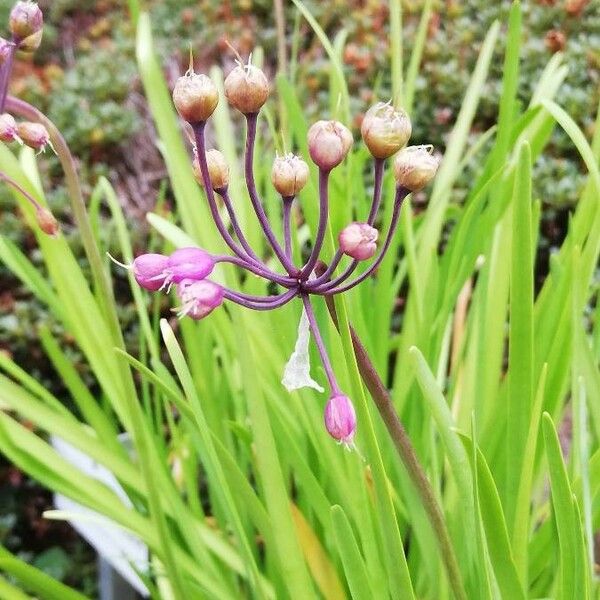Allium cernuum Çiçek