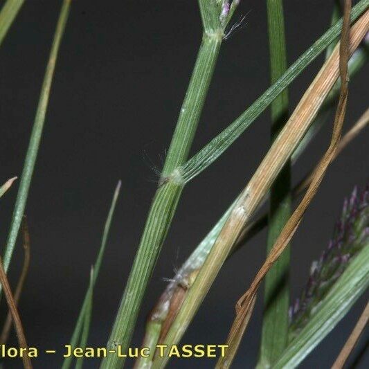 Eragrostis pilosa Beste bat