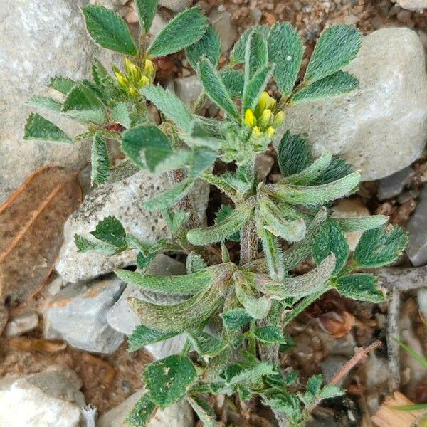 Trigonella monspeliaca Flower