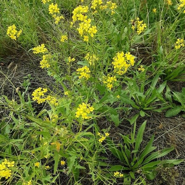 Sisymbrium loeselii ফুল