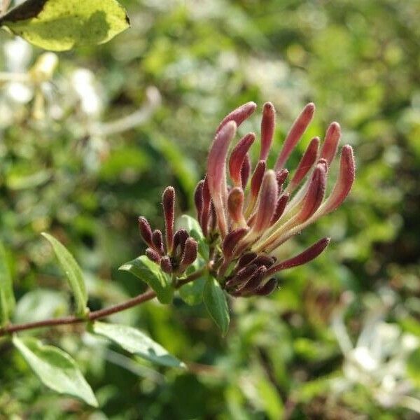 Lonicera periclymenum Blomst