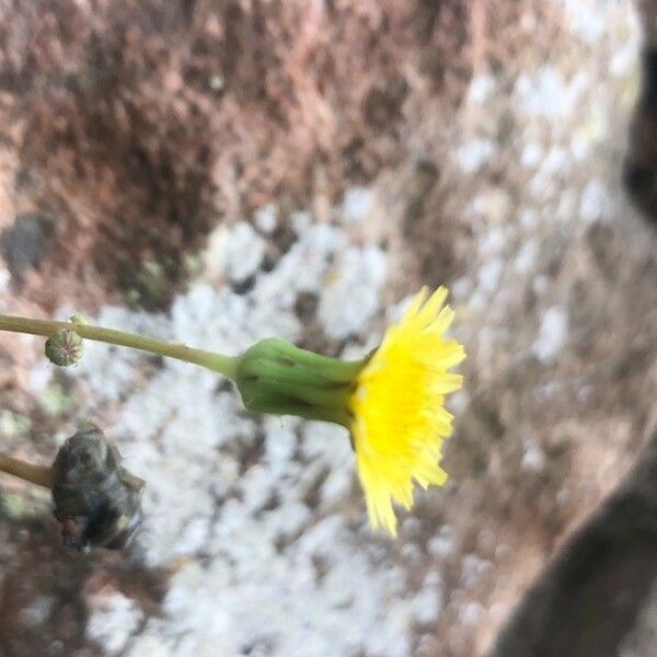 Sonchus oleraceus Цвят