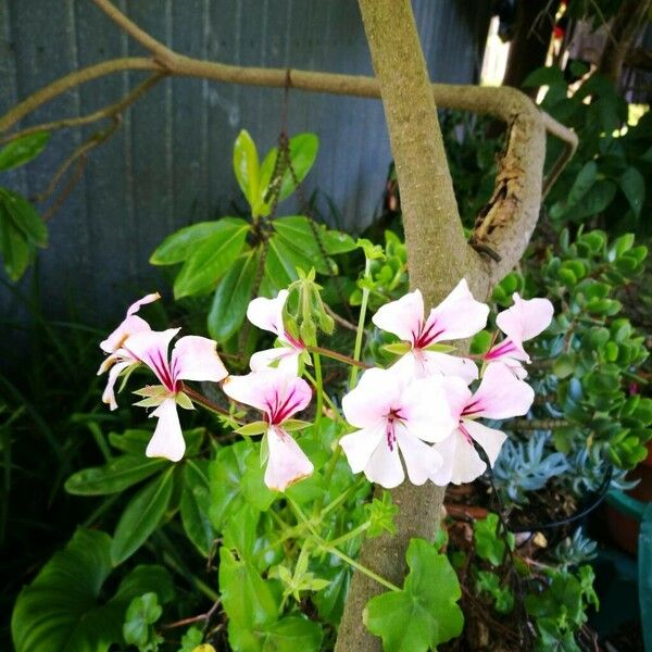 Pelargonium peltatum Blüte