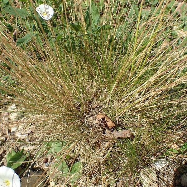 Festuca filiformis Hàbitat