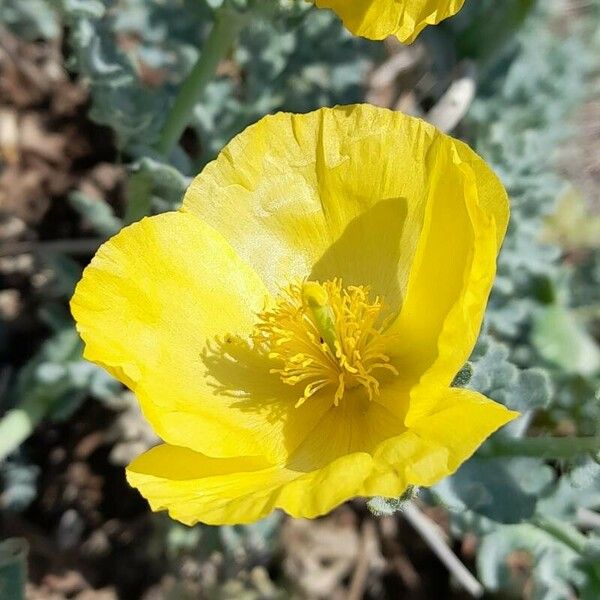 Glaucium flavum Blodyn