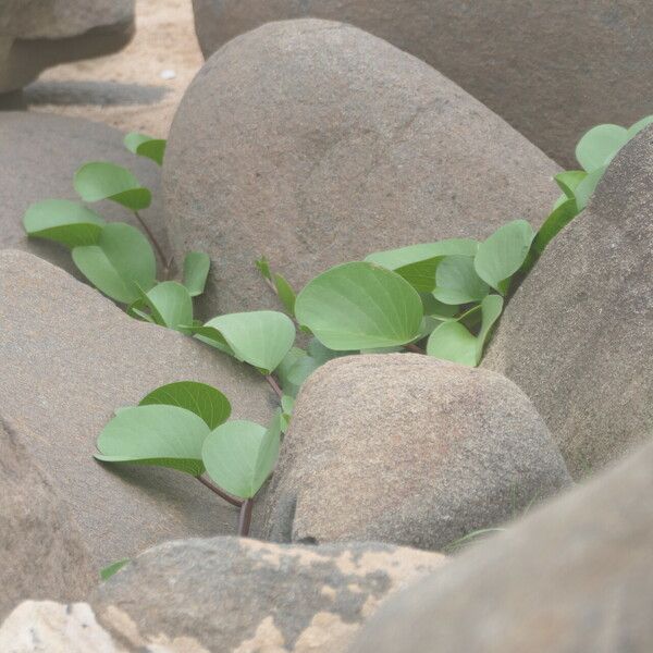 Ipomoea pes-caprae Лист