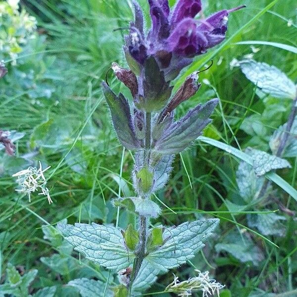 Bartsia alpina Flower