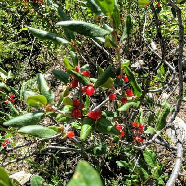 Shepherdia canadensis Frukt