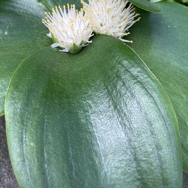 Massonia echinata Leaf