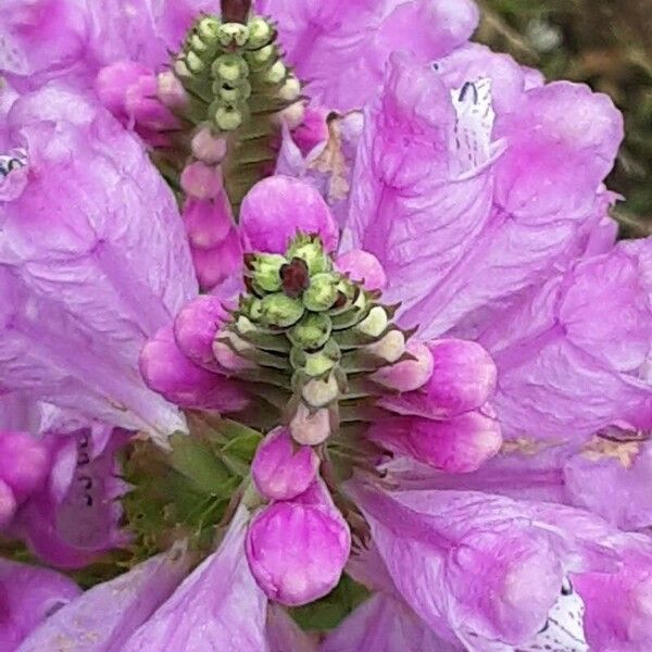 Physostegia virginiana Flower