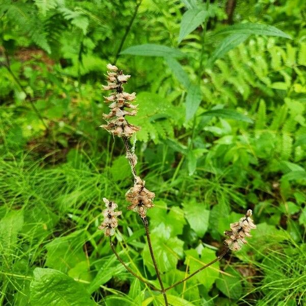 Pedicularis canadensis 花