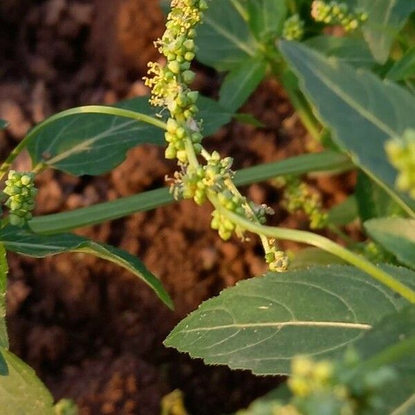 Mercurialis annua Цвят