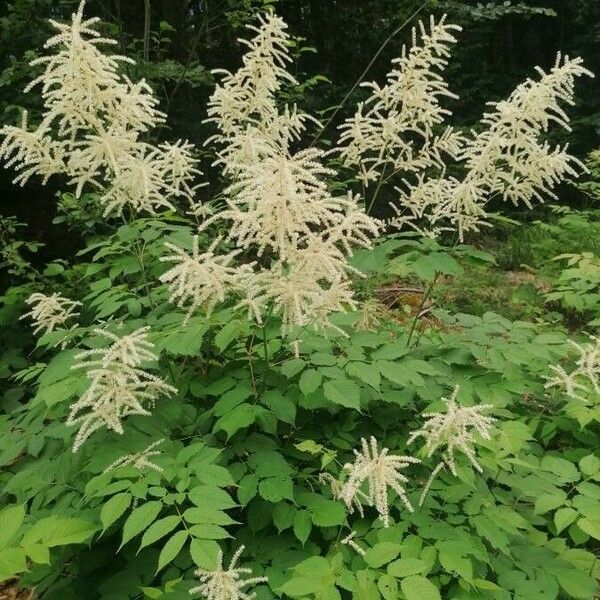 Aruncus dioicus Цветок