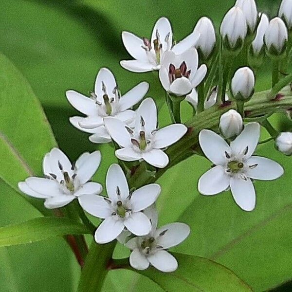 Lysimachia clethroides Blüte